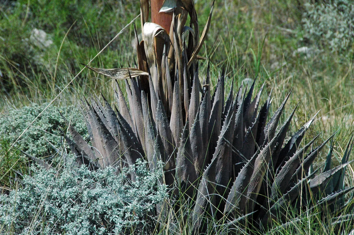 Parrys Agave (Agave parryi)
