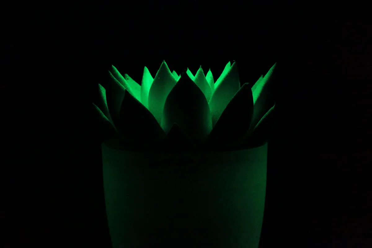 Lipstick Echeveria (Echeveria agavoides)