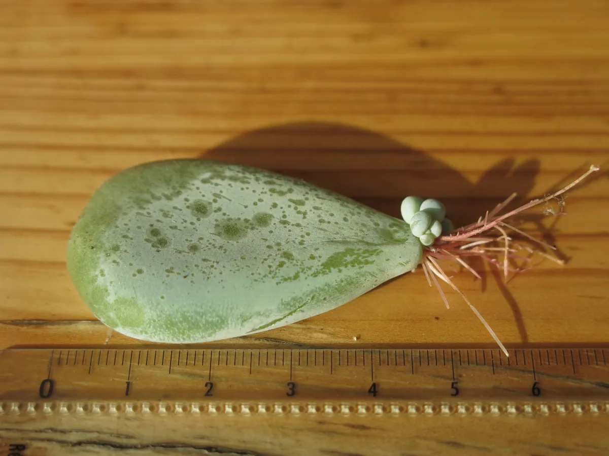 Moonstones Succulent (Pachyphytum oviferum)