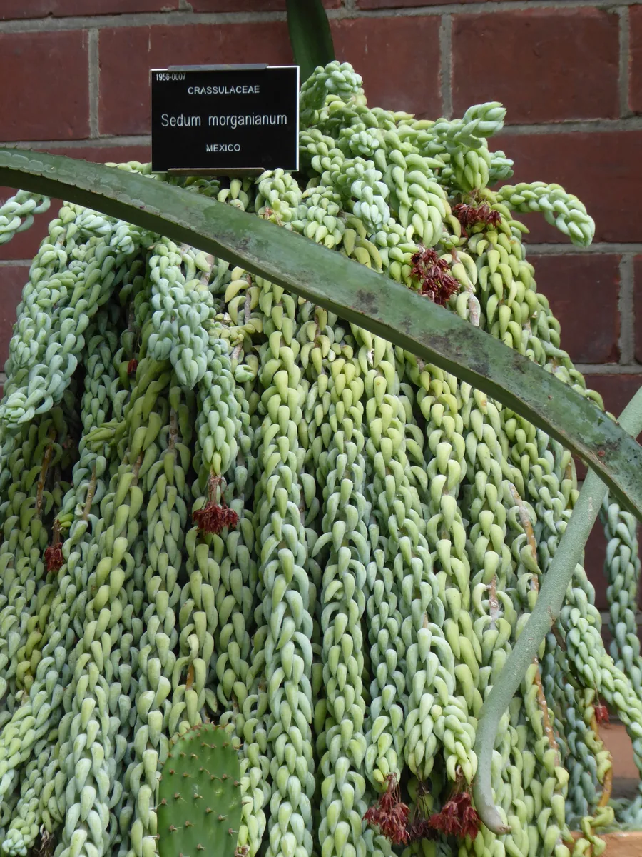 Burros Tail (Sedum morganianum)