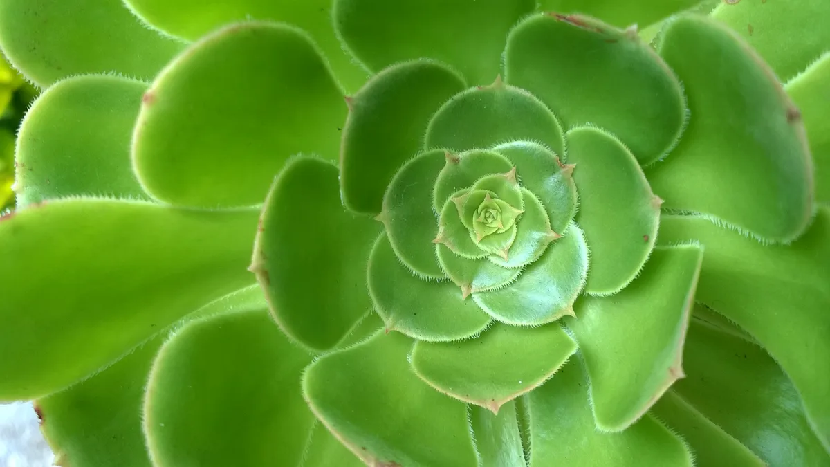 Dinner Plate Aeonium (Aeonium tabuliforme)