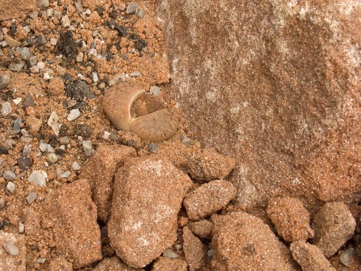 Pebble Plant