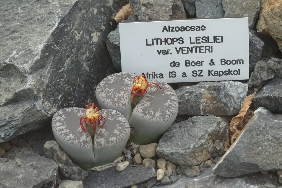 Leslies Living Stone