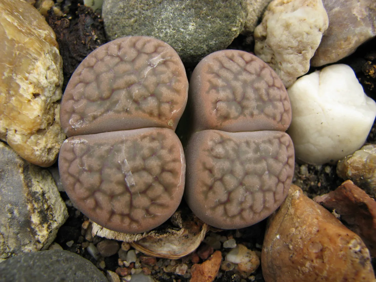 Hookers Living Stone