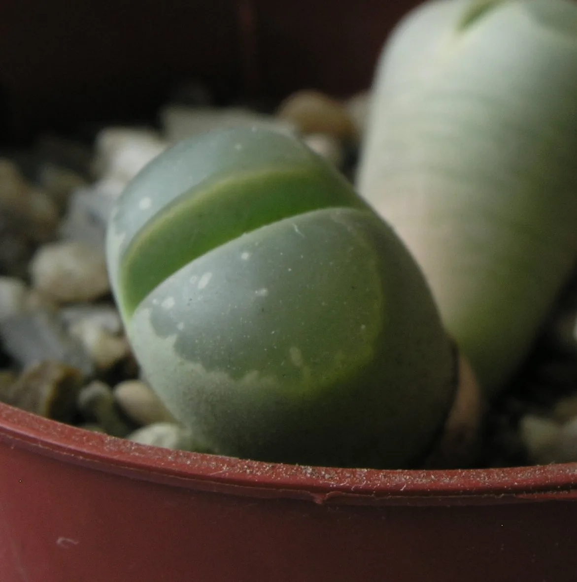 Olive Green Living Stone