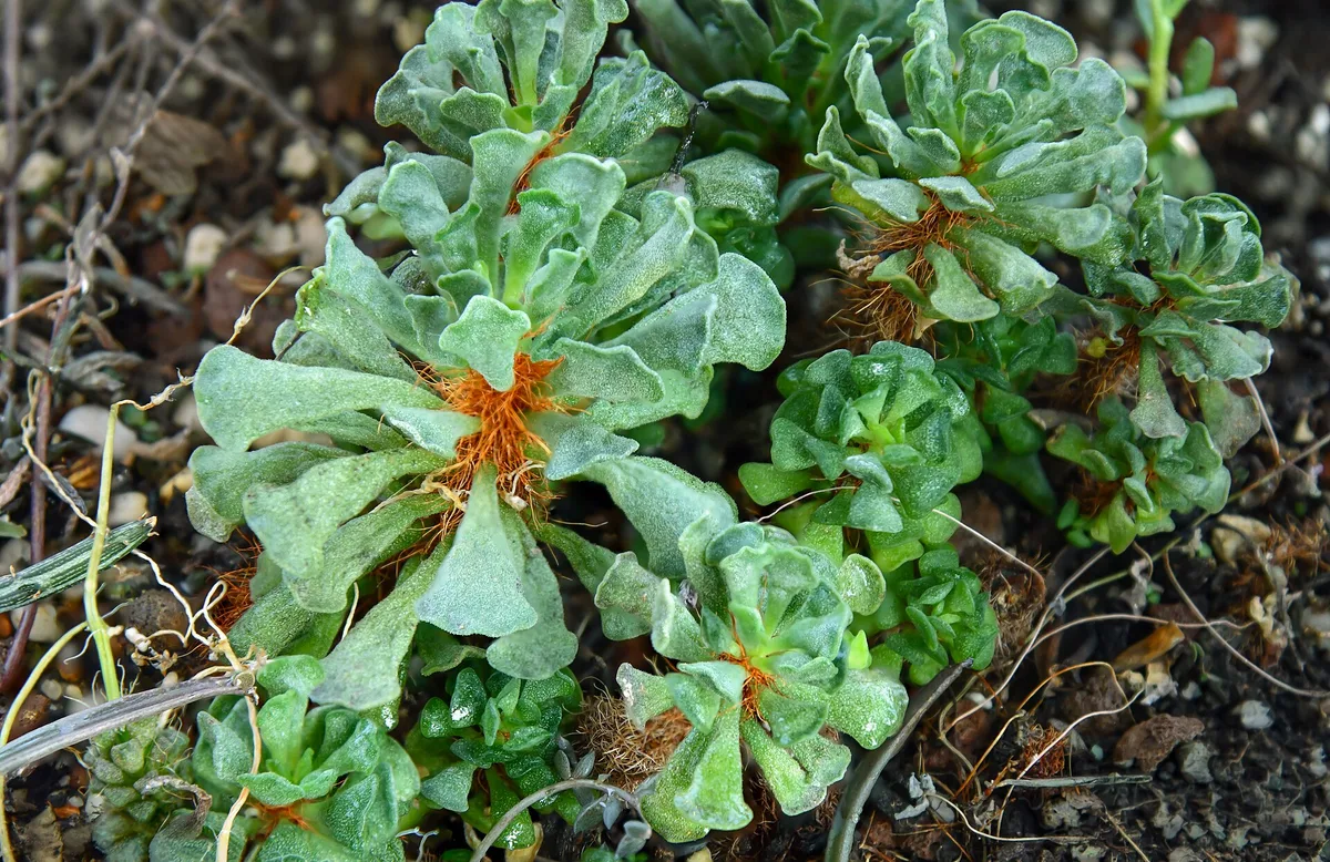 Key Lime Pie Succulent