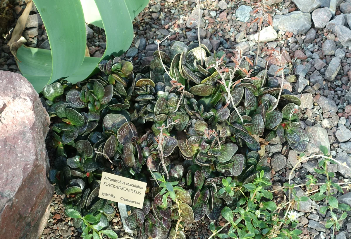Calico Hearts