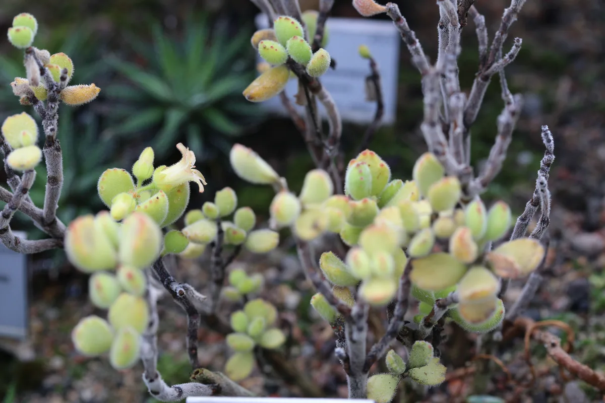 Bear Paws