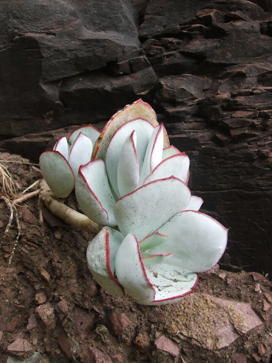 Pig Ear Succulent