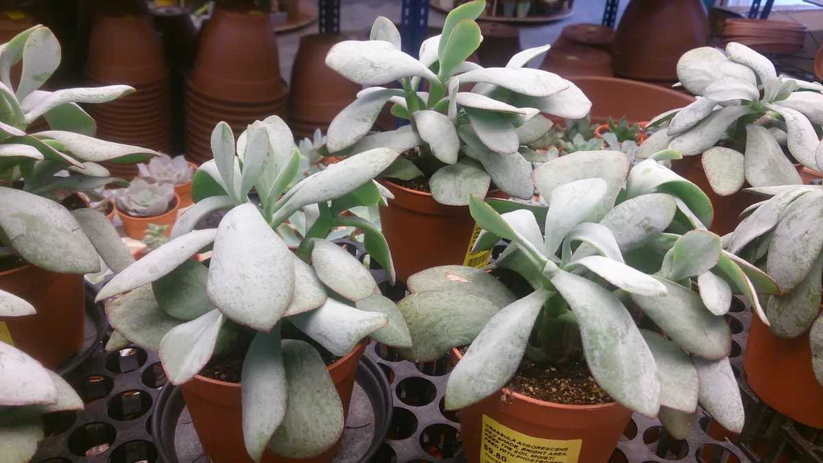 Silver Dollar Plant (Xerosicyos danguyi)