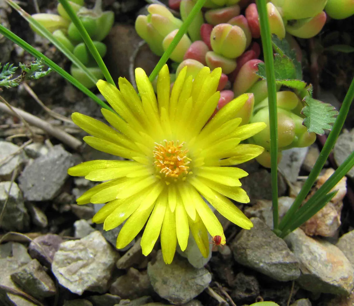 Hardy Yellow Ice Plant (Delosperma nubigenum)