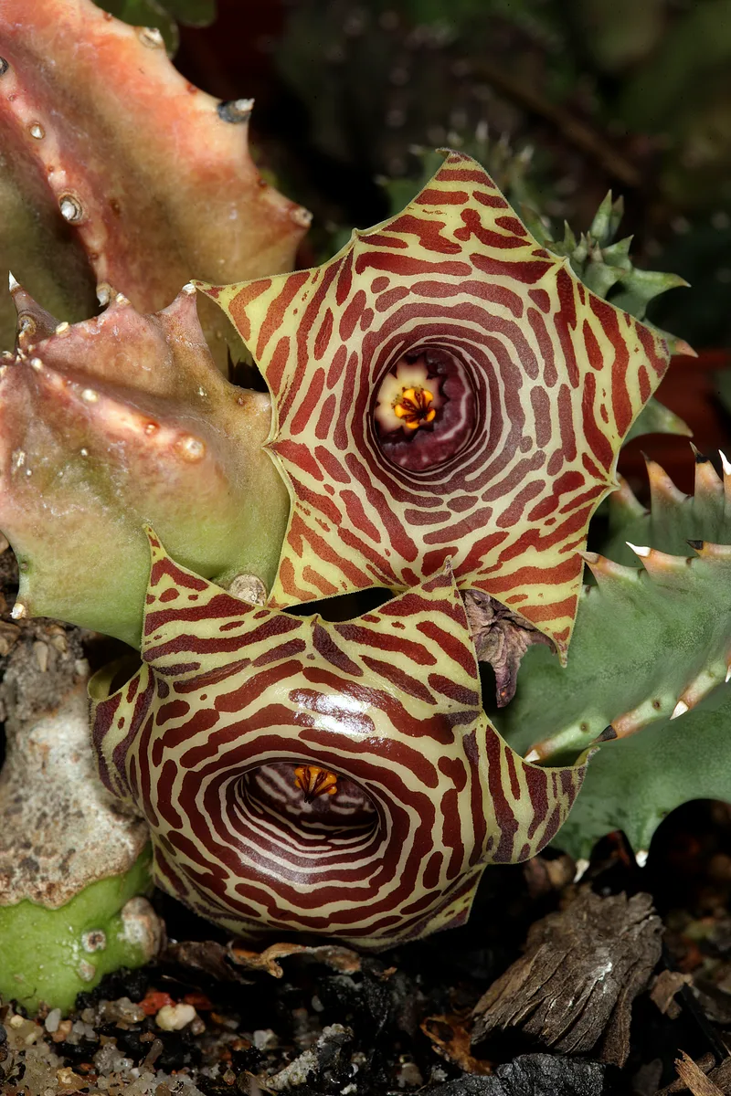 Lifesaver Plant