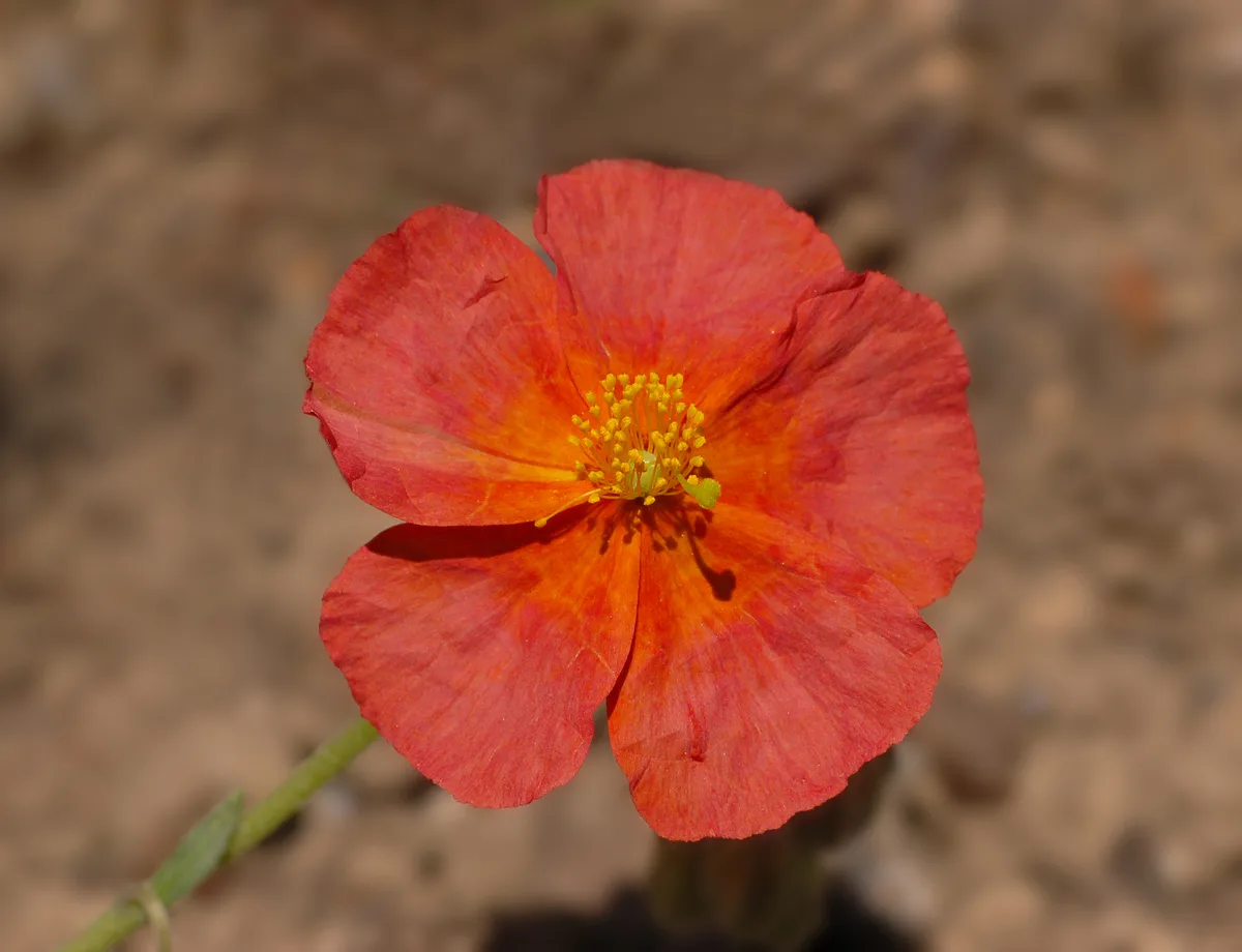 Dragon Flower