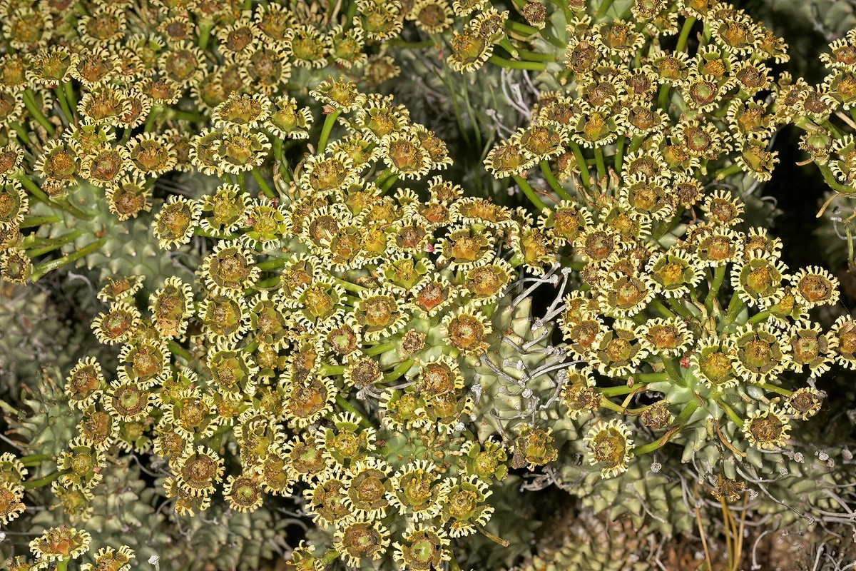 Medusa Head (Euphorbia caput-medusae)