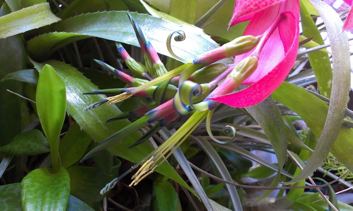 Queens Tears Bromeliad (Billbergia nutans)
