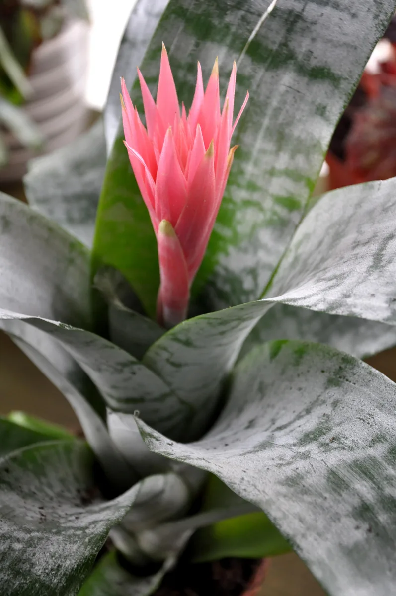 Silver Vase Plant (Aechmea fasciata)