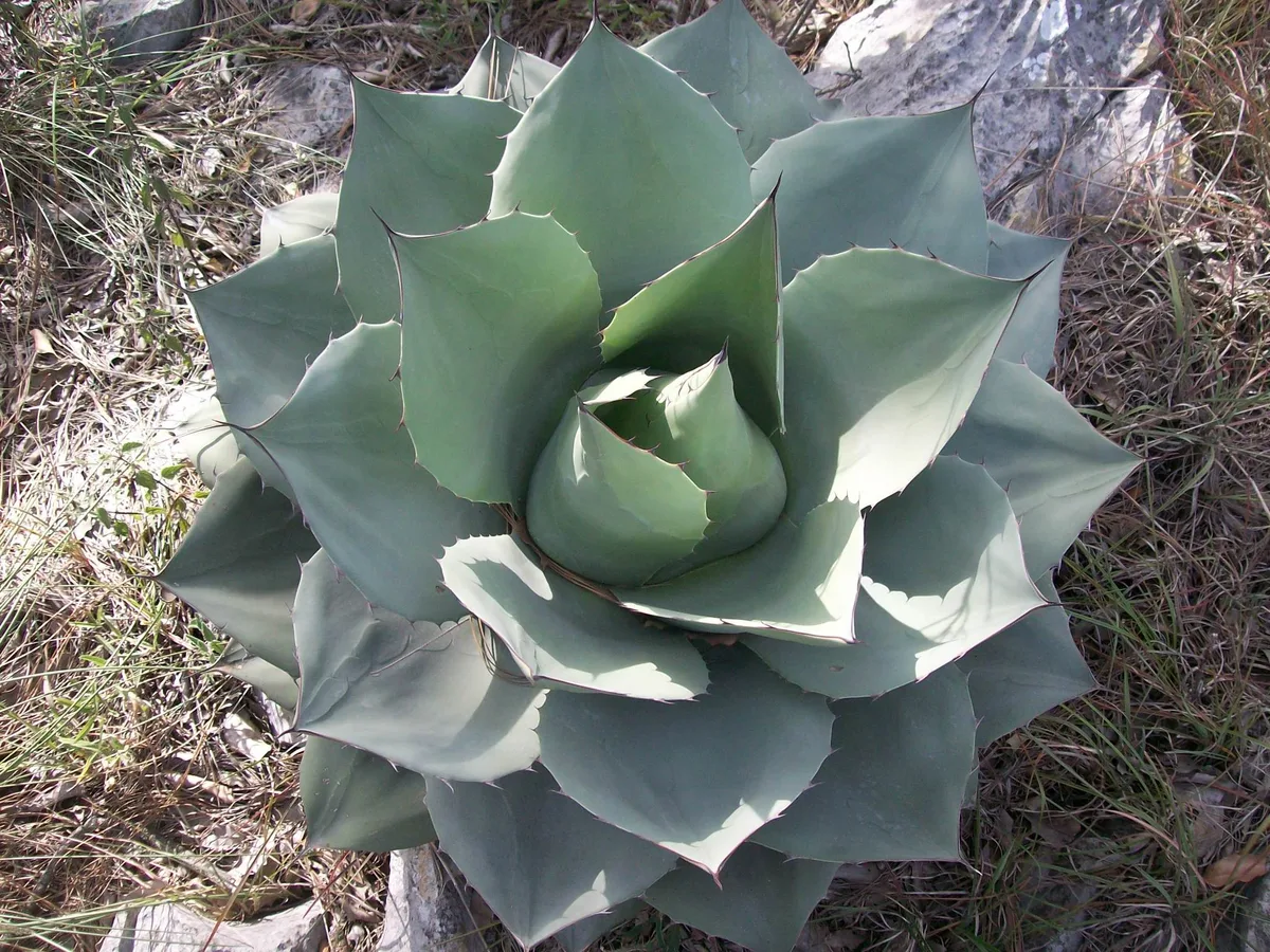 Whales Tongue Agave (Agave ovatifolia)