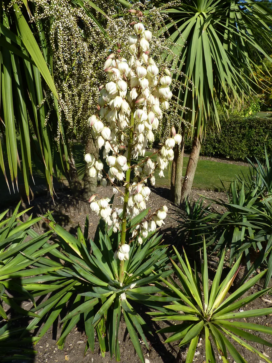 Spanish Dagger (Yucca gloriosa)