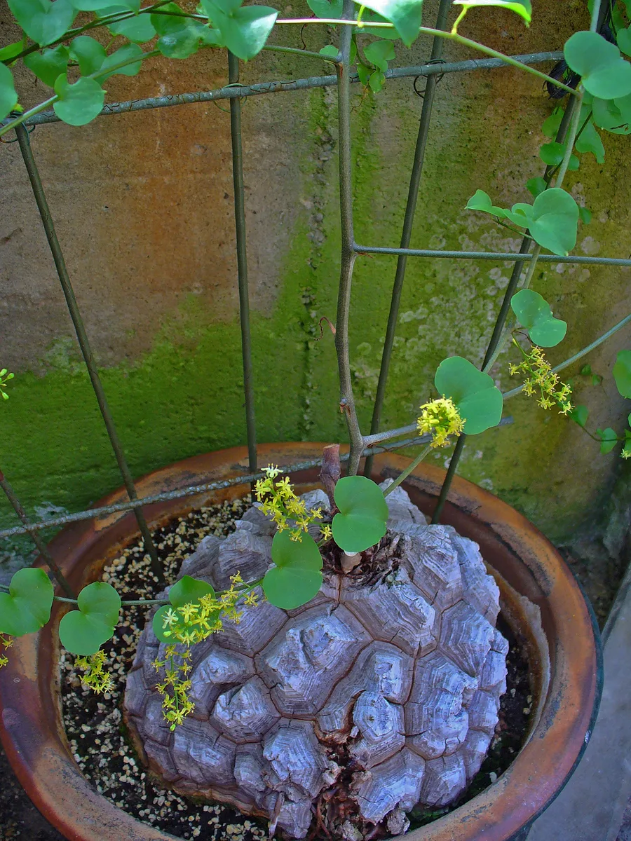 Elephants Foot (Dioscorea elephantipes)