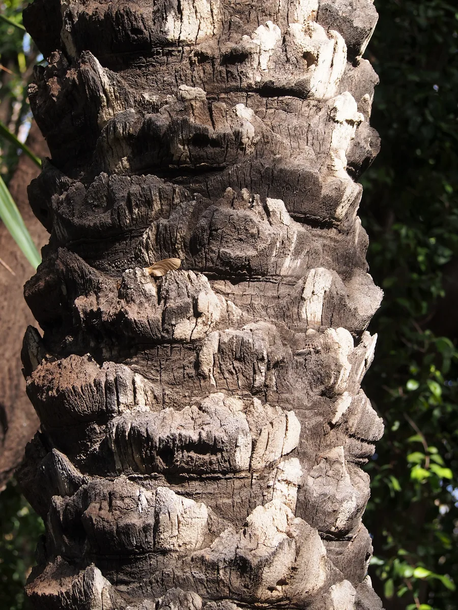 True Date Palm (Phoenix dactylifera)