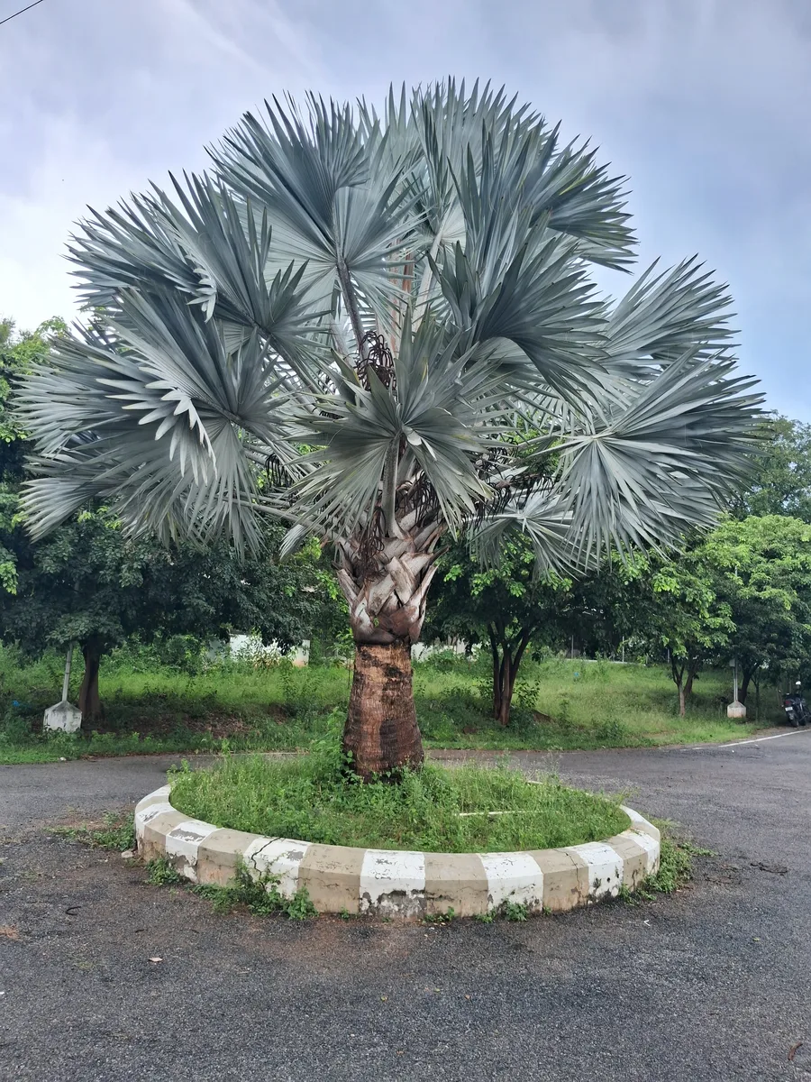Bismarck Palm (Bismarckia nobilis)