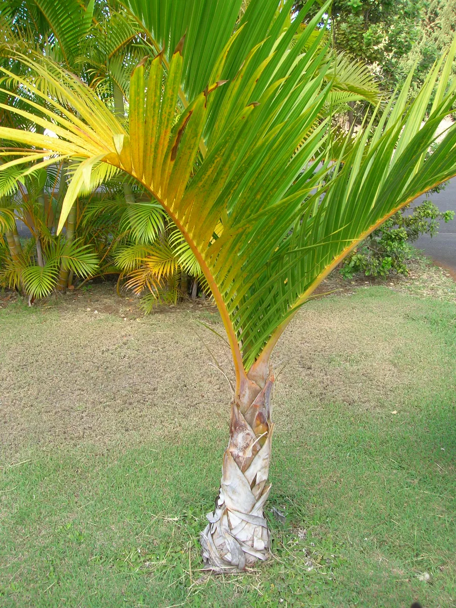 Spindle Palm (Hyophorbe verschaffeltii)