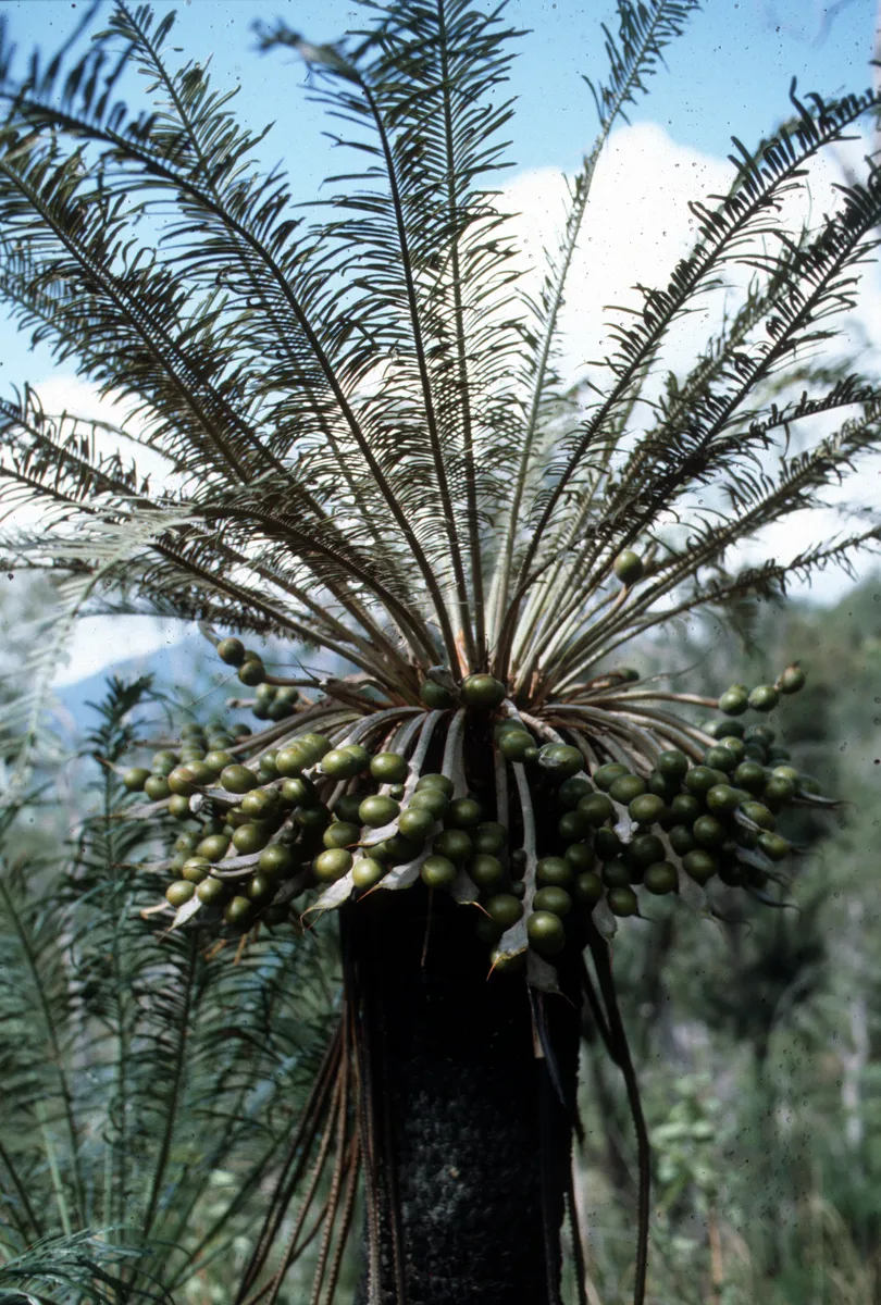 Australian Cycad