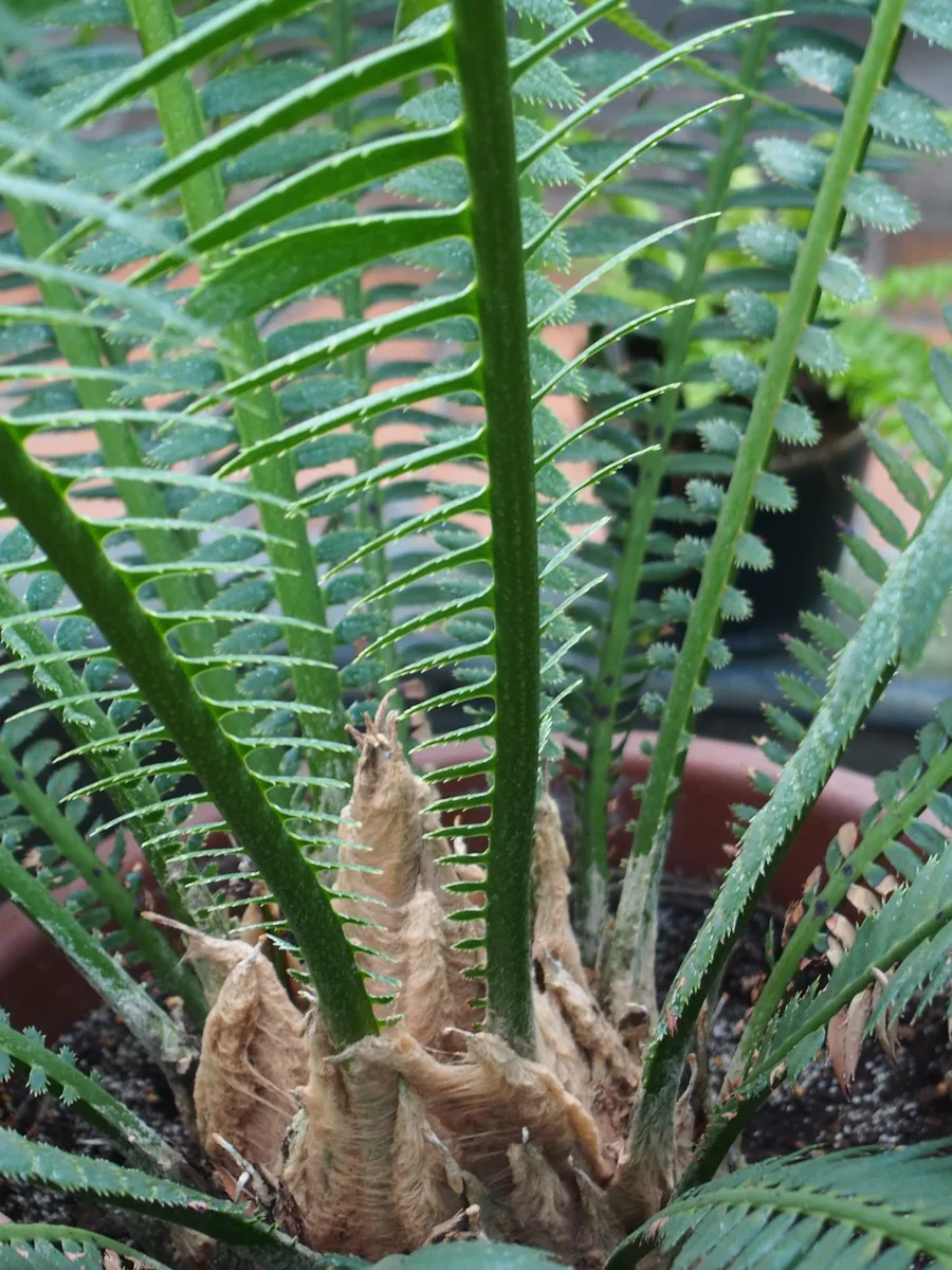 Blue Dioon (Dioon spinulosum)