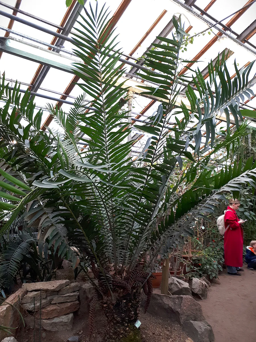 Eastern Cape Giant Cycad (Encephalartos altensteinii)
