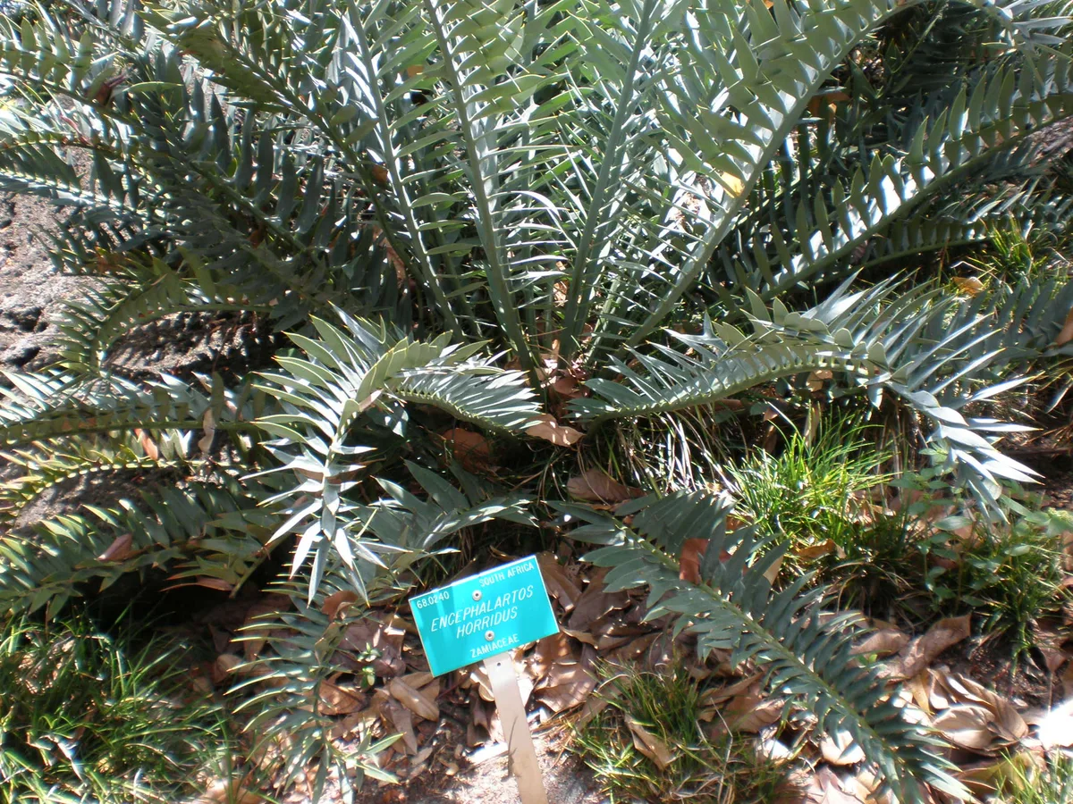 Blue Cycad