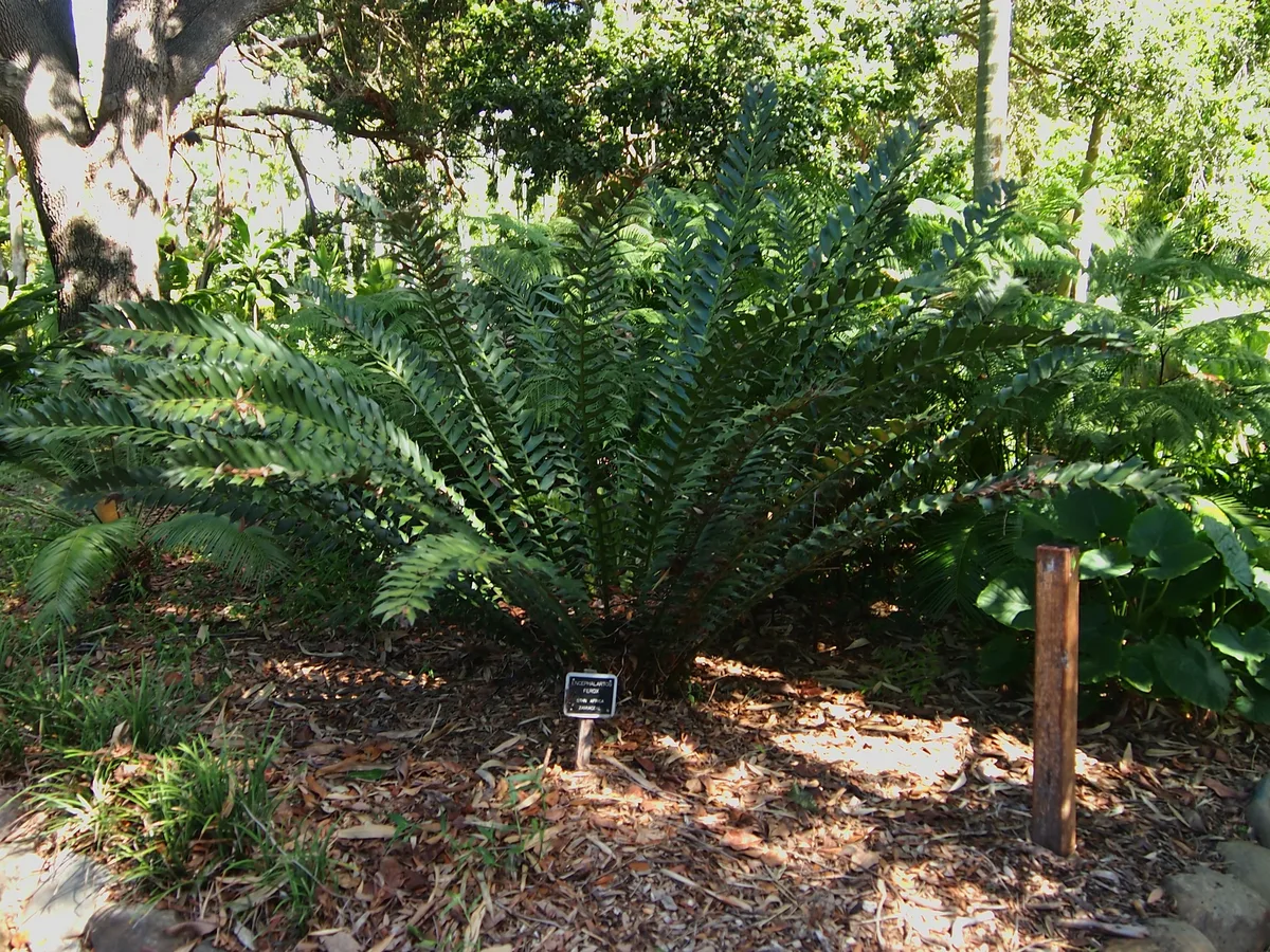 Bread Palm (Encephalartos ferox)