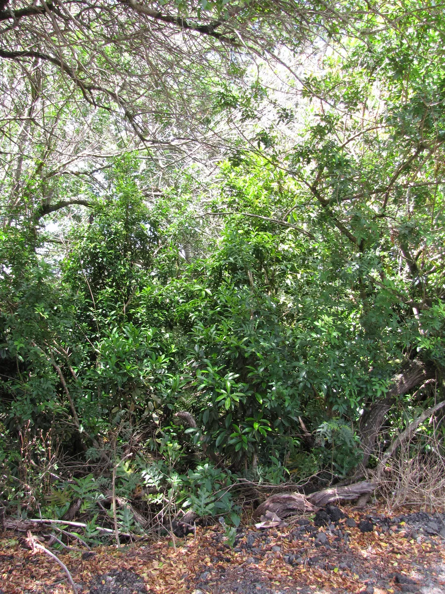 Pitanga