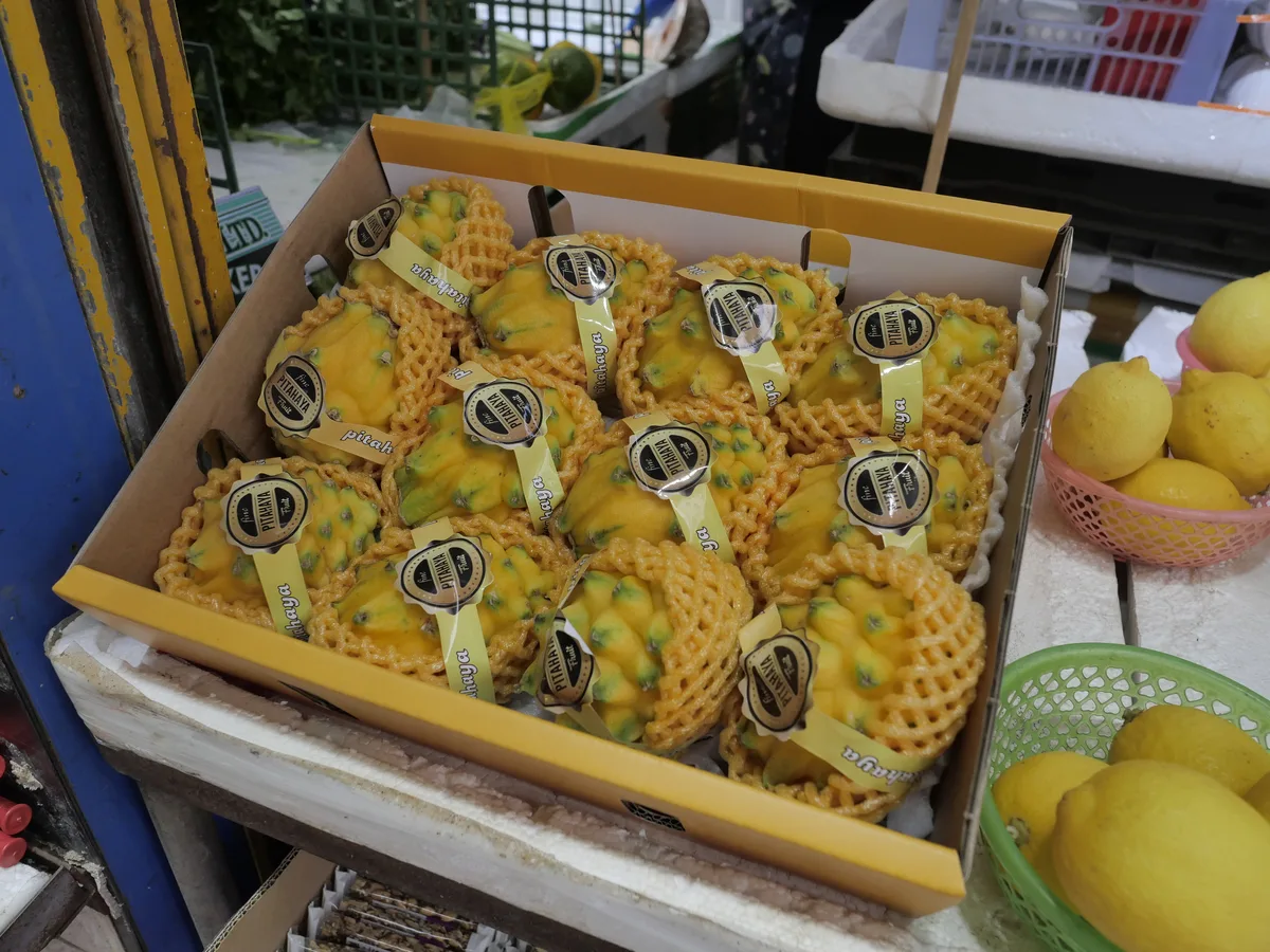 Yellow Dragon Fruit (Selenicereus megalanthus)