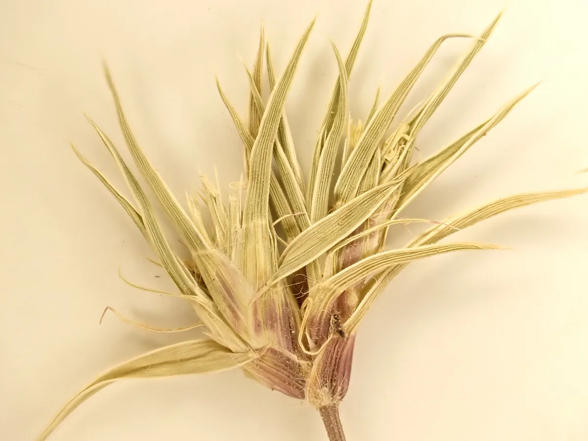 Buffalograss (Bouteloua dactyloides)