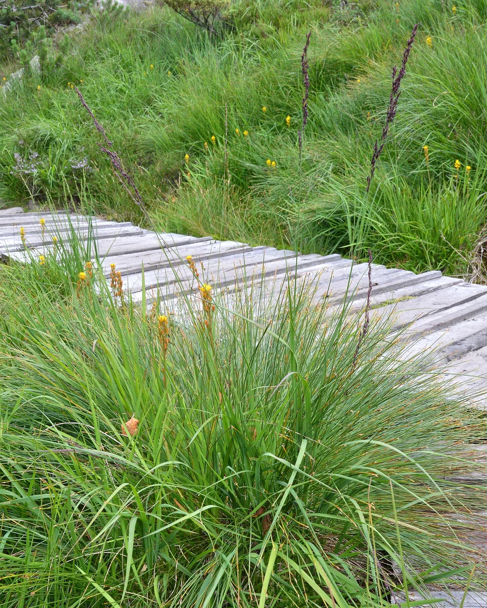 Purple Moor Grass
