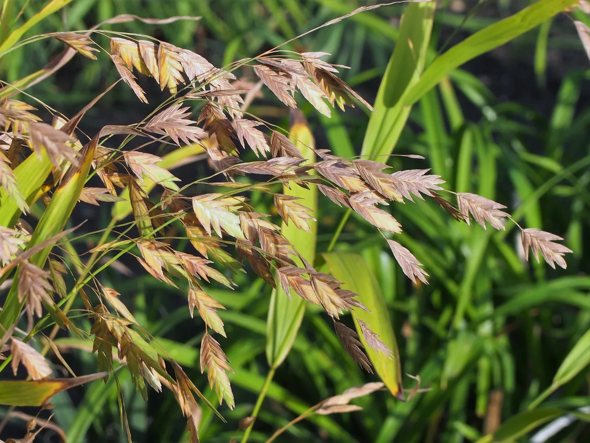 Northern Sea Oats