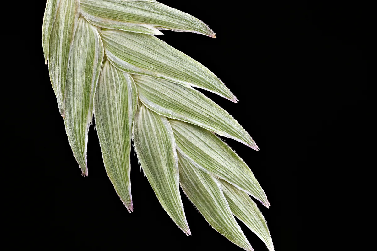 River Oats