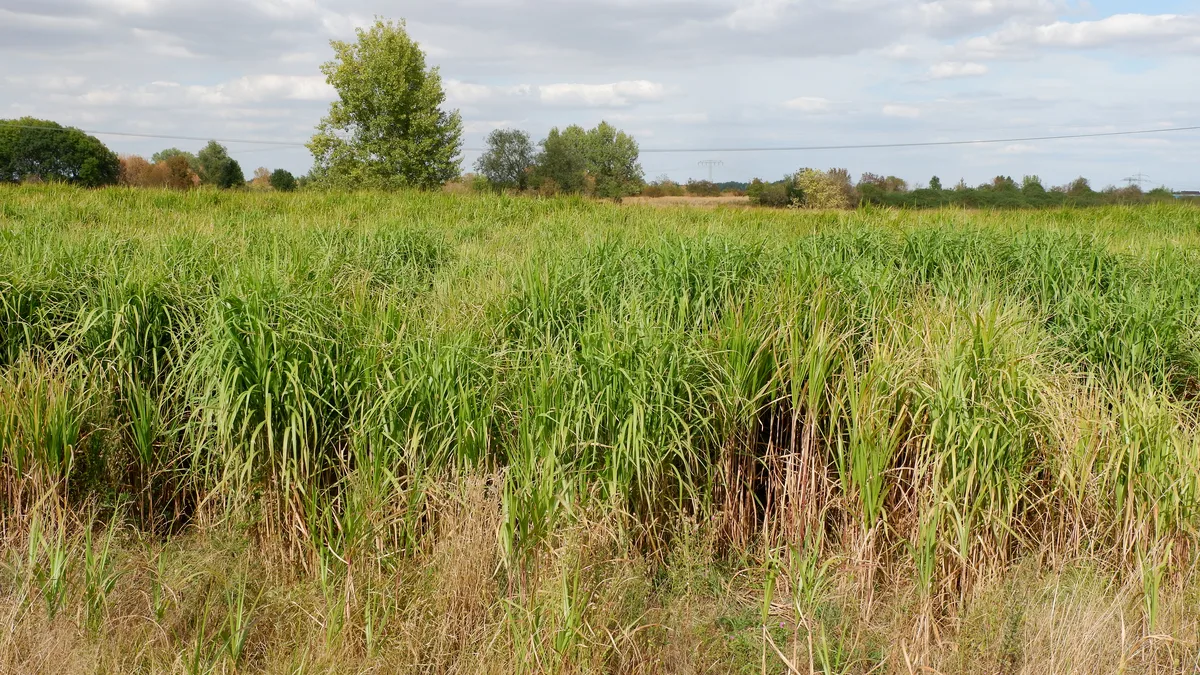 Giant Miscanthus (Miscanthus giganteus)