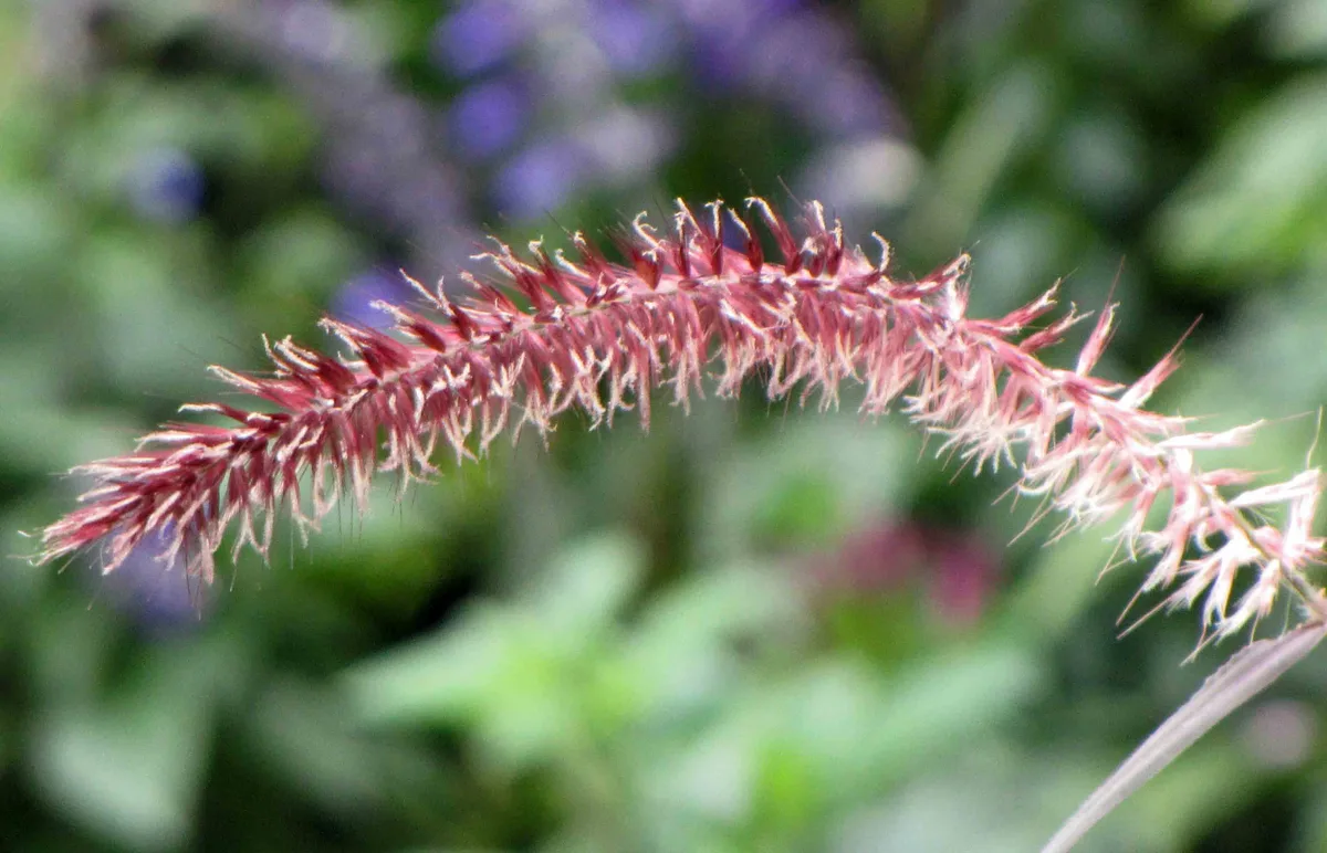 Fountain Grass (Pennisetum setaceum)