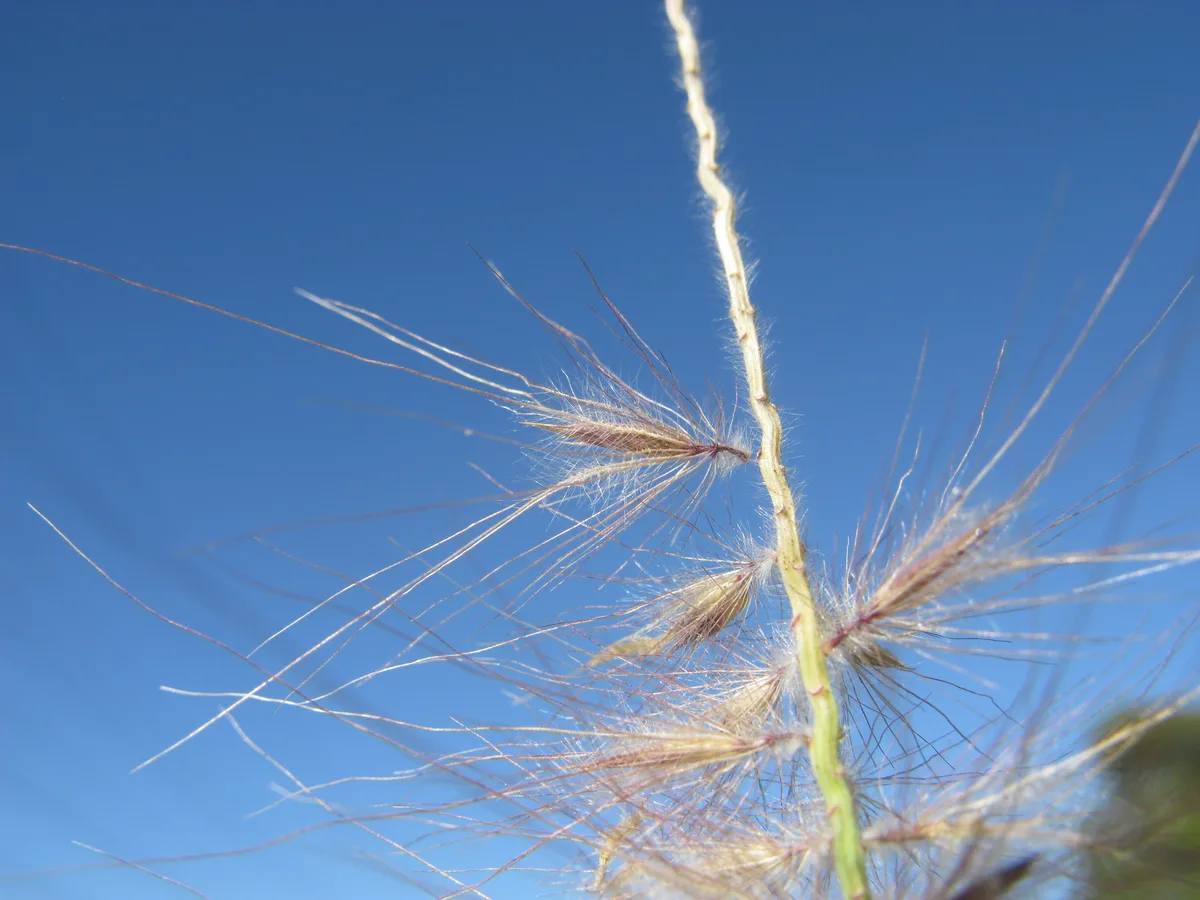 Purple Fountain Grass