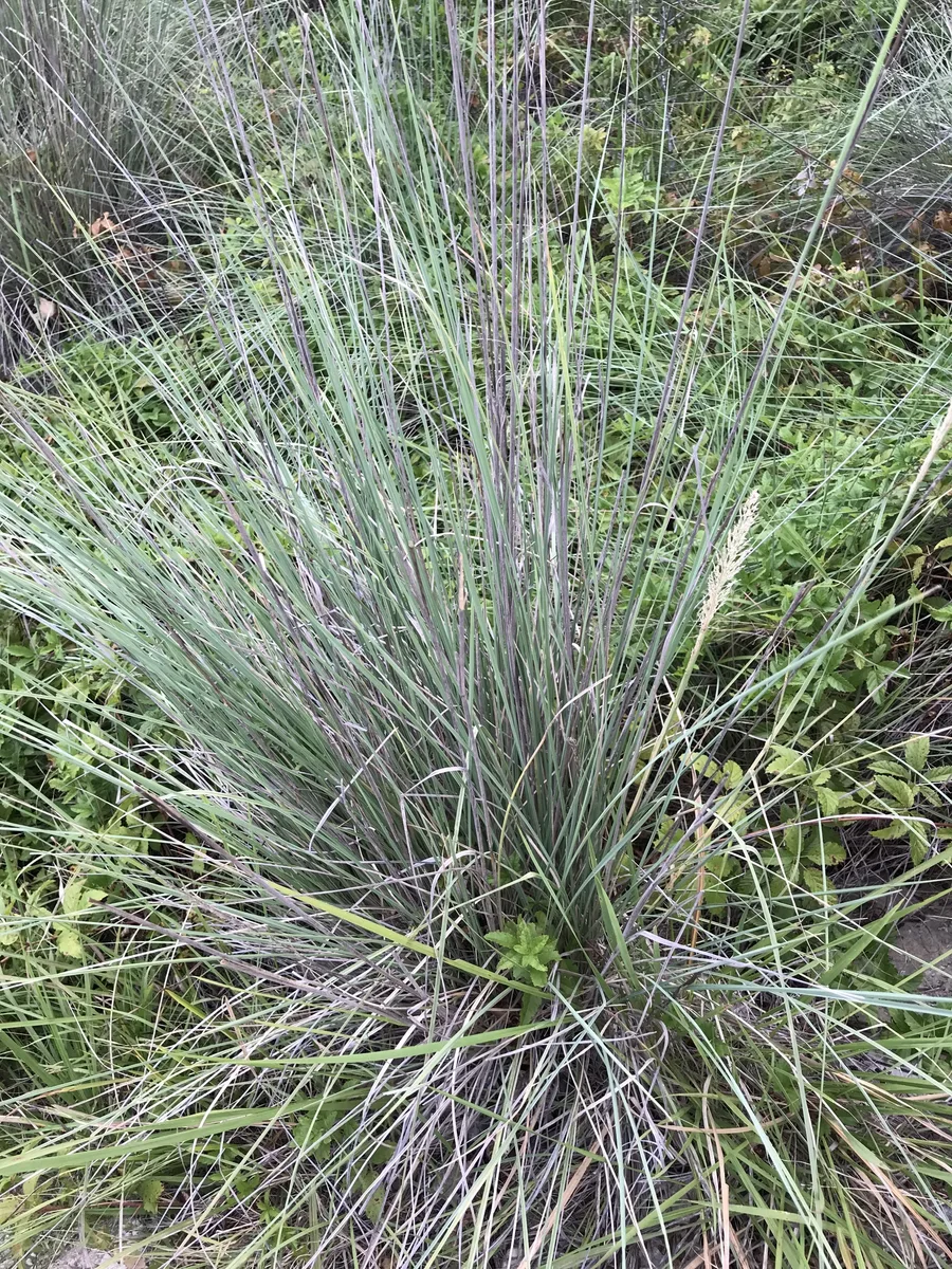Lindheimers Muhly (Muhlenbergia lindheimeri)