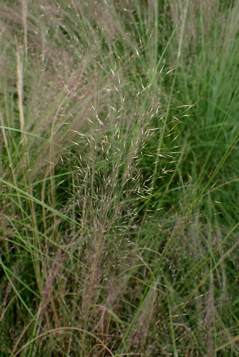 Pink Hair Grass