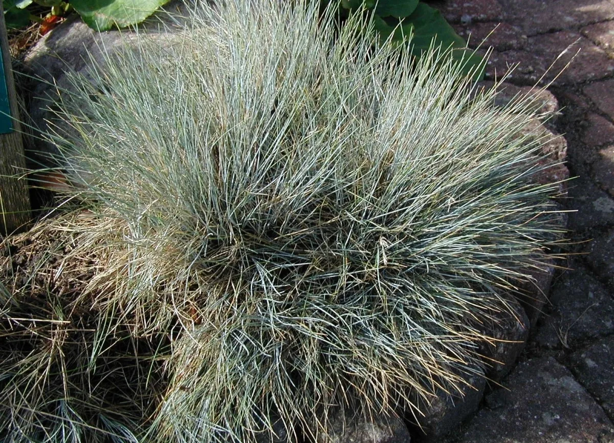 Tufted Fescue (Festuca amethystina)
