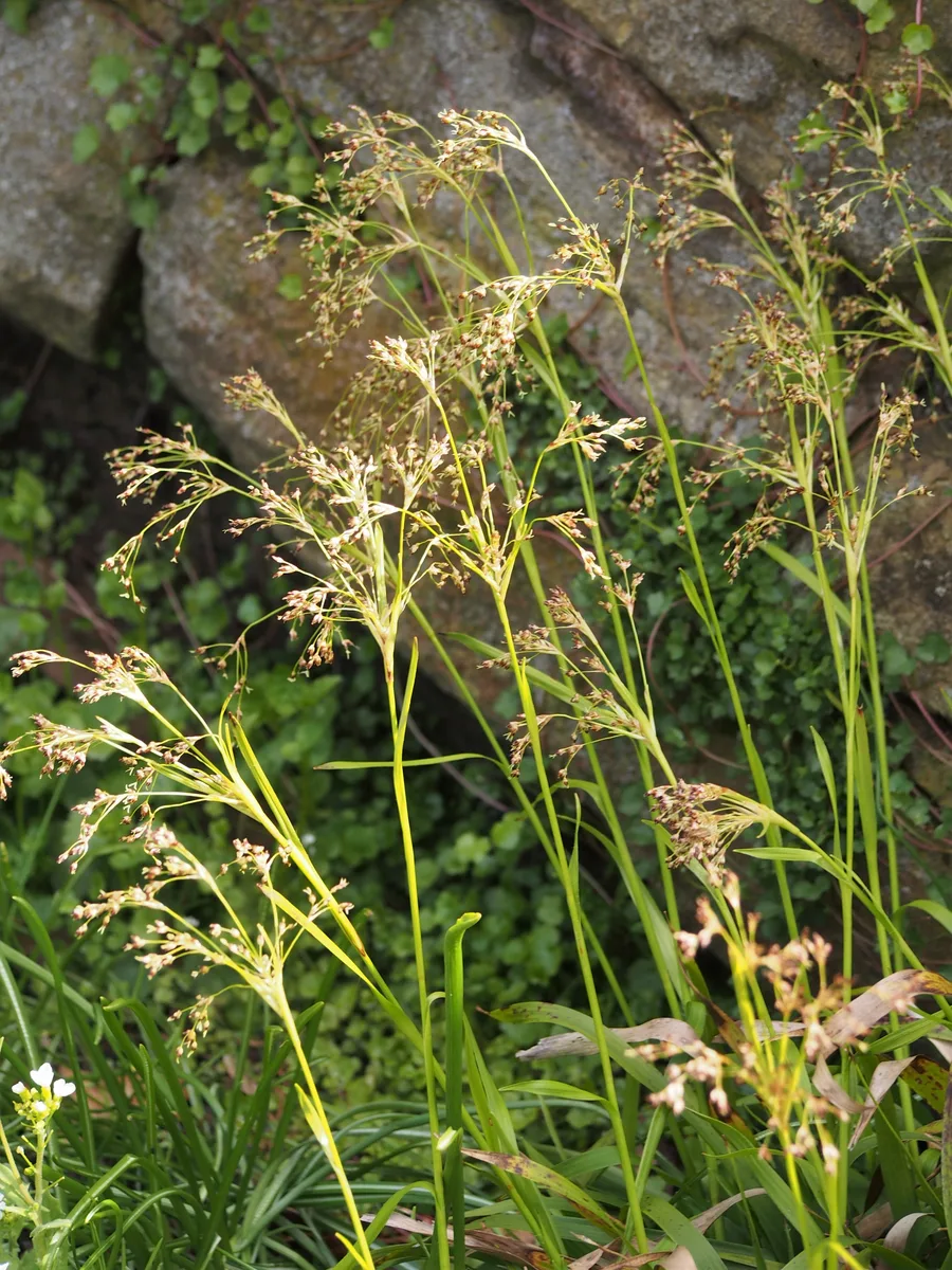 Common Woodrush