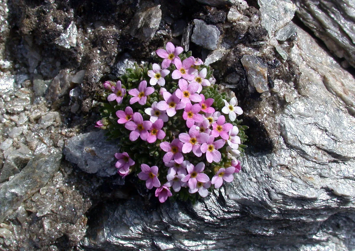 Alpine Rock Jasmine (Androsace alpina)