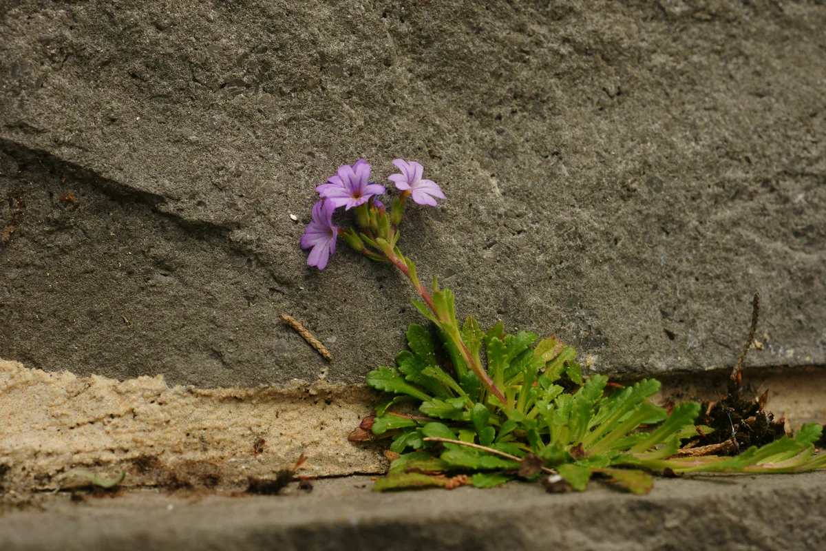Fairy Foxglove (Erinus alpinus)