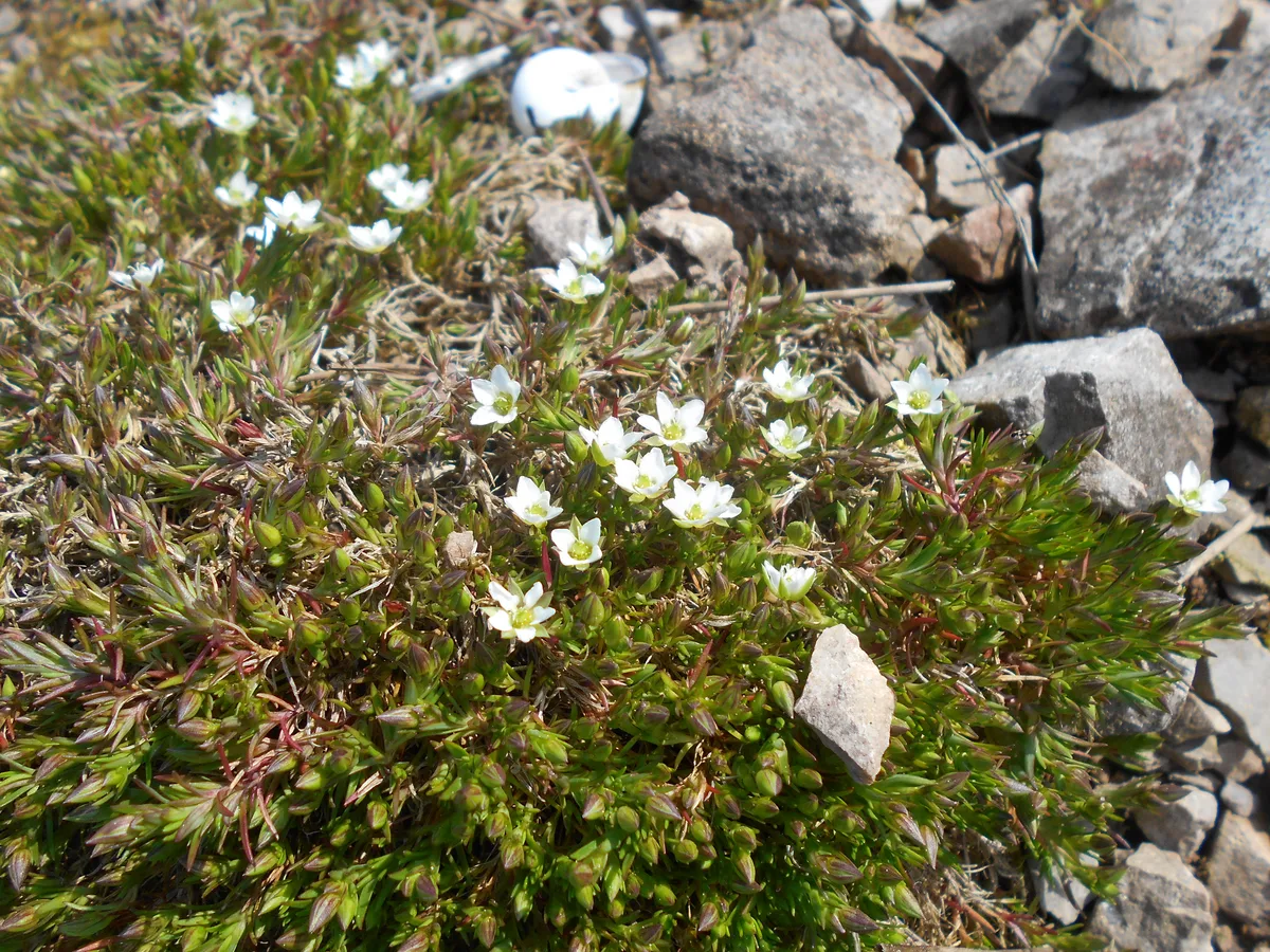 Alpine Sandwort (Minuartia verna)