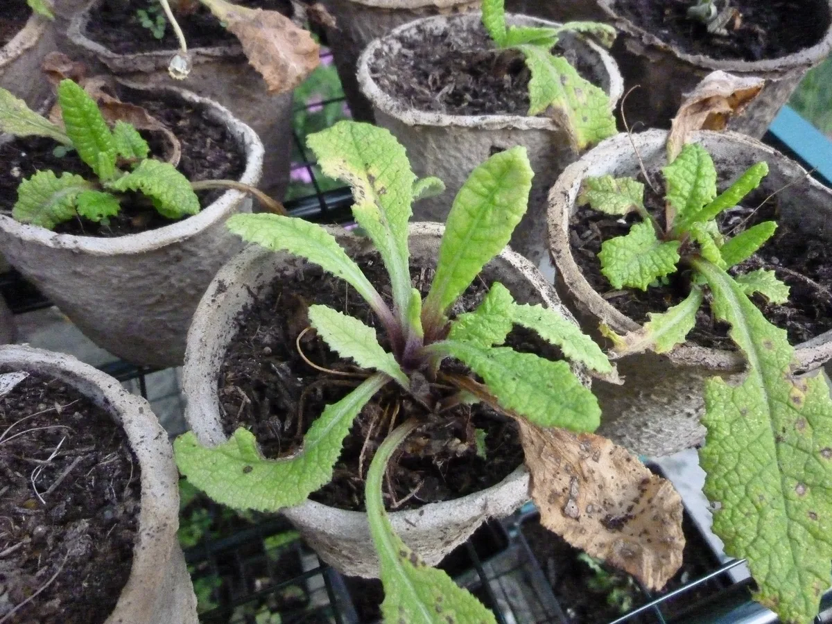 Stemless Primrose (Primula vulgaris)