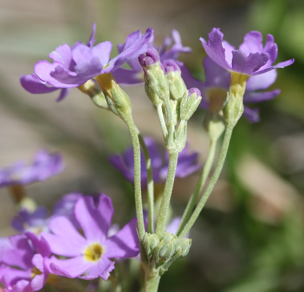 Birds-eye Primrose (Primula farinosa)