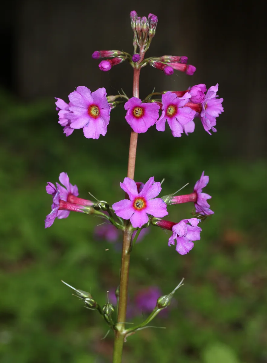 Japanese Primrose (Primula japonica)